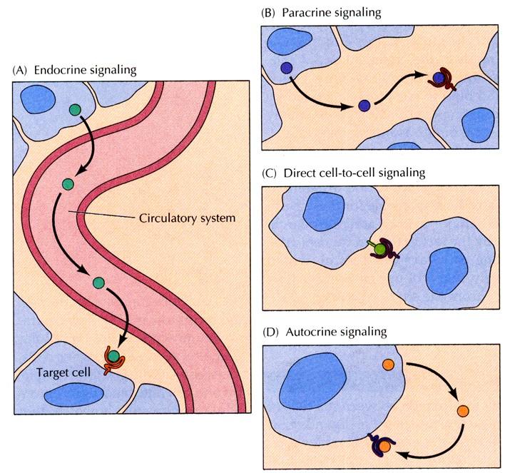 Rozdělení signálů živočišných buněk podle dosahu endokrinní (velká vzdálenost, krevní tok, difúze) parakrinní (do mimobuněčných tekutin, lokální účinek) synaptické