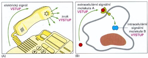 Princip signalizace - úlohu signálů zajišťují speciální