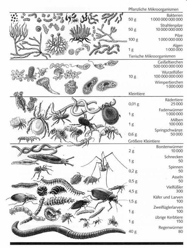 Vzorkování půdní fauny Mikroflora Bacteria 1 000 000 000 000 Actinomycetes 10 000 000 000 Fungi 1 000 000 000 Algae 1 000 000 Heterotrofní Protozoa Flagellata 500 000 000 000 Rhizopoda 100 000 000