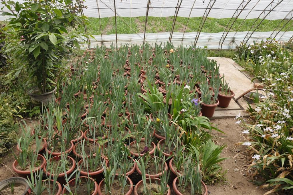 Obr. 1 Kolekce nízkých kartáčkatých kosatců původem z naší zahrady v pěstebním zázemí Pekingské botanické zahrady CAS Ve spolupráci s Pekingskou zahradou BÚ CAS jsme připravili dvě expedice: Peking,
