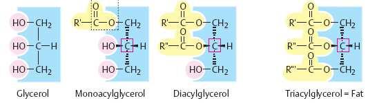 Triacylglyceroly a) jsou za pokojové teploty tekuté, pokud obsahují hodně nenasycených MK viz.