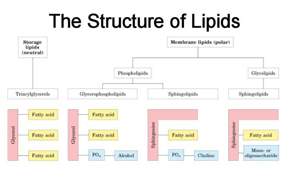 Struktura lipidů Obrázek převzat z http://courses.cm.utexas.