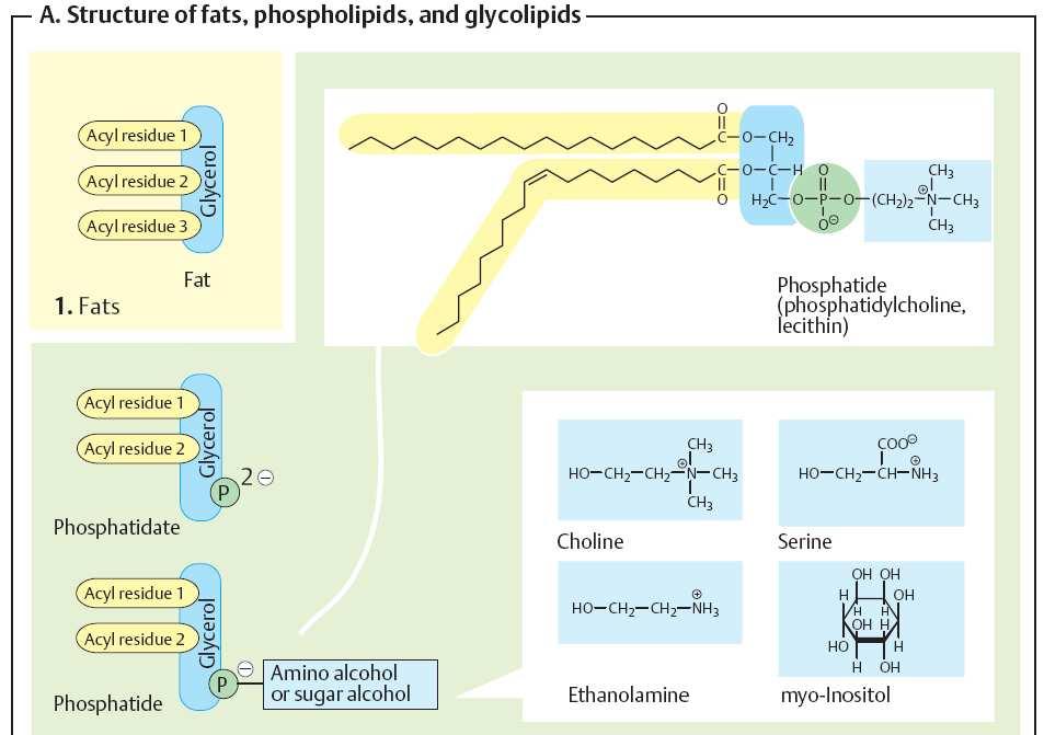 neutrální tuk fosfatidylcholin = lecithin (příklad fosfolipidu = fosfatidu) fosfatidát (anion kys.