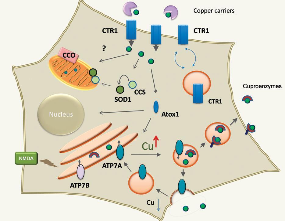 10 3.1.3 Homeostáza mědi v buňce Vstup mědi do buňky Měď vstupuje do hepatocytu přes plazmatickou membránu pomocí selektivního transportéru pro měď (CTR1)(Obr. 2).