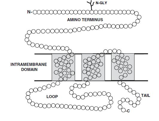 11 Protein CTR1 je poskládán ze 190 AK zbytků (Obr. 3). Struktura je tvořena čtyřmi doménami.