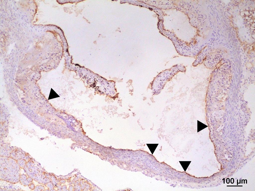 Obrázek č. 8: Representativní obrázek imunohistochemického barvení enos v oblasti kořene aorty u kontrolní skupiny zvířat.