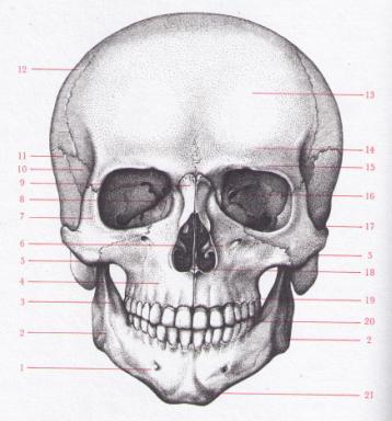 Obrázek 2.1: kosti lebky (upraveno podle Zrzavý, 1977) 2.1.1 Lebka novorozence Lebka novorozence se výrazně odlišuje od lebky dospělého jedince řadou růstových a tvarových znaků (Dokládal Páč, 1991).