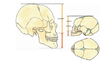 Obličejová část novorozence je redukována. Zatímco u dospělého jedince měří obličejová část asi polovinu výšky hlavy, u novorozence měří jen asi třetinu.