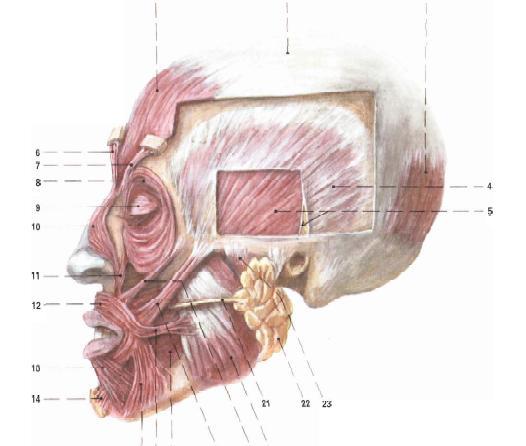 Obrázek 2.4: svaly hlavy (upraveno podle Čihák, 2001) Druhou skupinou svalů hlavy jsou svaly mimické (musculi facialis).
