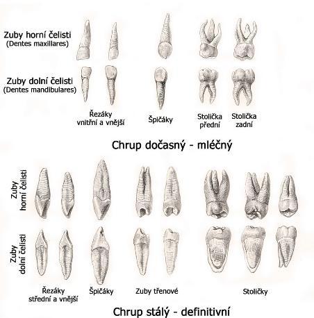 jsou třetí stoličky, které se mohou prořezávat aţ do 30 let. U některých jedinců se nemusí vytvořit (Malínský et al, 2005).