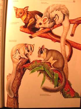 Diprotodontia Petauridae - vakoveverkovití 9 spp.
