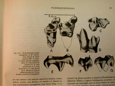 Původ a historie vačnatců - Tradiční názory: Holoclemensia Cr2, nejstarší vačnatec (N Am) Původ a historie