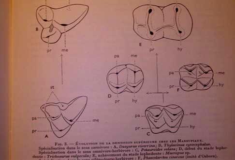 Dentální diversifikace Diprotodontia Metatheria: Marsupialia Ameridelphia Didelphomorphia vačice 1f,15g,63spp,