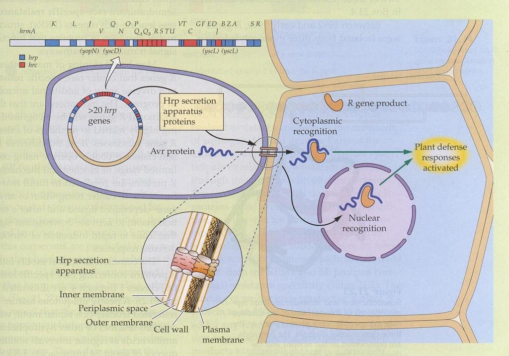 Geny Hrp produkující proteiny nezbytné pro patogenezi