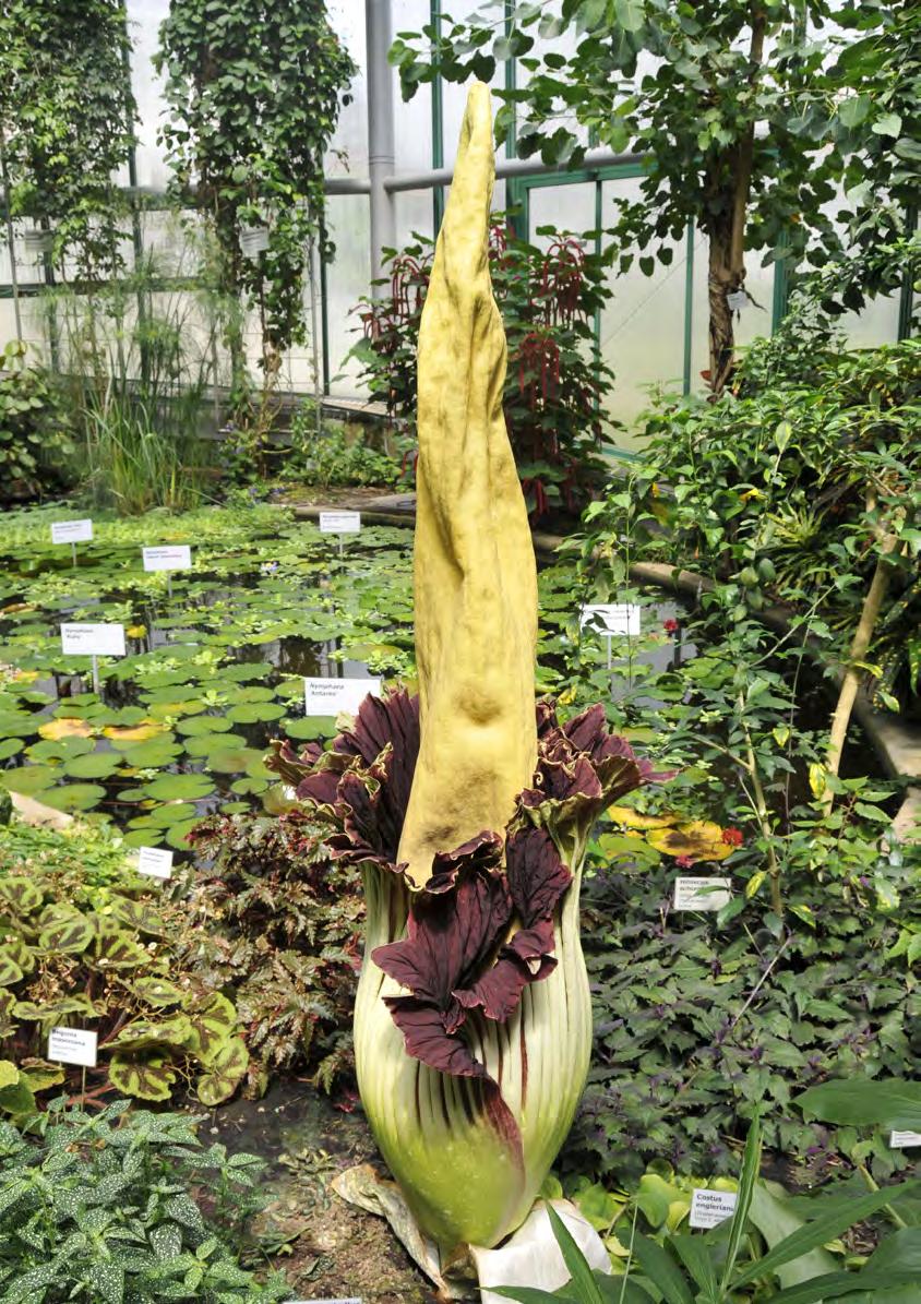 Botanická