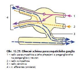 Parasympatické ganglion (obecně) radix parasympatica - interpolace radix sympatica - prochází radix sensitiva prochází rr.