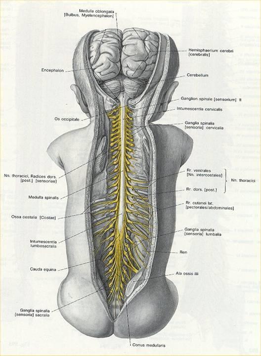 NN. spinales 31 párů smíšené nervy (aff. + eff.) vznikají z předního a zadního kořene spinální ggl.