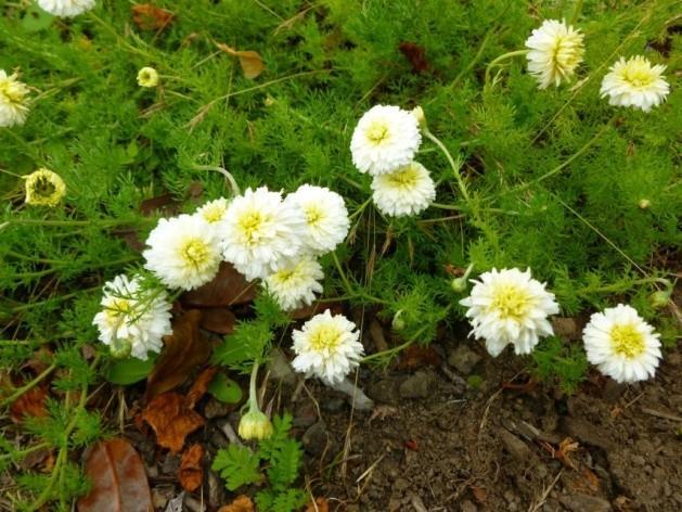 Heřmánek římský - Chamaemelum nobile Asteraceae,květ