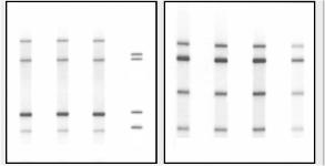 Jak ji lze zjistit 3) Rozmanitost na úrovni DNA zjednodušený příklad pro 4