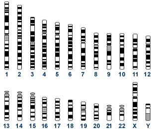 Příklad výpočtu pravděpodobnosti shody v DNA Profil DNA pachatele: Lokalizace 13 mikrosatelitů + AME TPOX D3S1358 TH01 D8S1179 D5S818 VWA FGA D7S820 CSF1PO AMEL D13S317 D16S539 D18S51 D21S11 AMEL