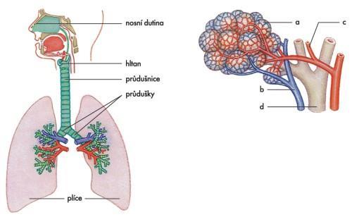 Dýchací cesty Anatomie dýchacích cest Horní (supraglotické) DC -ústa až hlasové