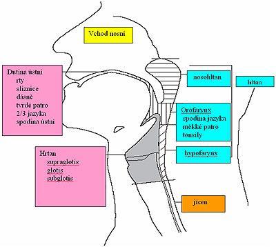 Anatomie dýchacích cest dutina nosní septem rozdělena na 2 poloviny - u 30% lidí asymetrie