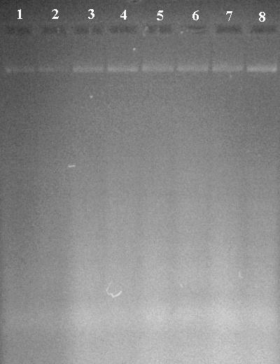 3.6 Izolace DNA a ověření čistoty Bakteriální DNA byla izolována z bakteriálních kultur, které byly použity pro měření absorbance a z nichž byl proveden křížový roztěr.
