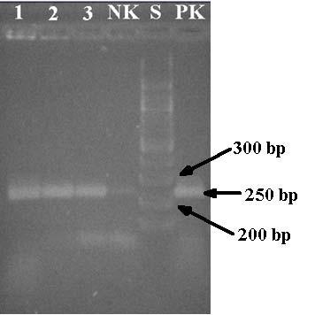 Tabulka 22 Detekce PCR produktů amplifikované purifikované DNA Běh Vzorek č. 1 Lbc. paracasei subsp. paracasei CCDM 211 Množství DNA v PCR směsi Přítomnost PCR produktu 10 ng + 2 Lbc.