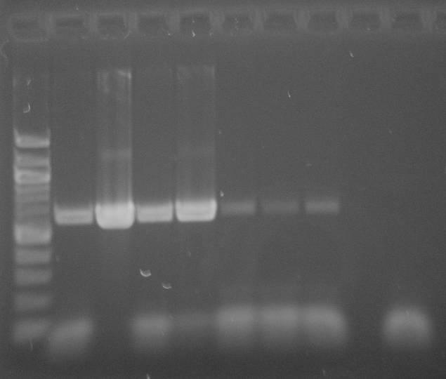 S 39 40 41 42 43 44 PK NK 619 bp S... DNA standard (100-1500 bp) PK... pozitivní kontrola NK.