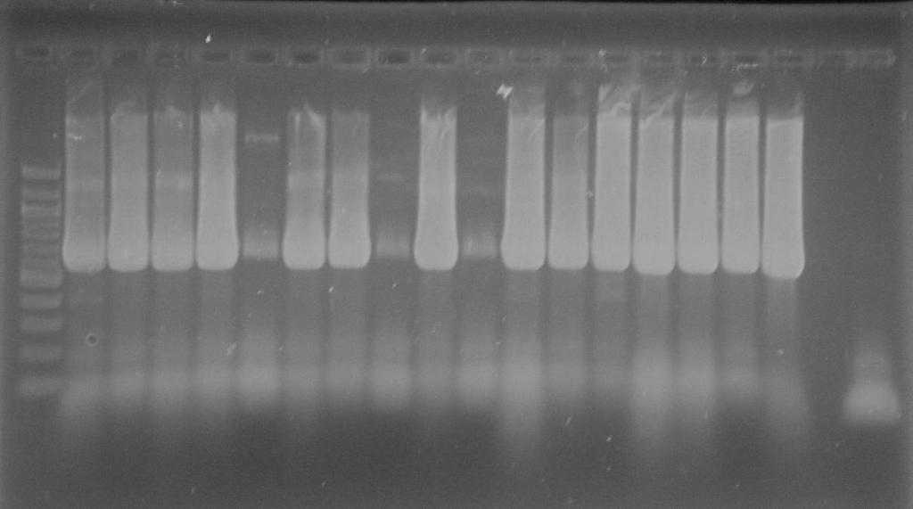 Z důvodu ověření zařazení testovaných kmenů byla opakována rodově specifická PCR u následujících kmenů: 9833 P (1), 9867 P (2), 9823 P (3), 9874 II (4), 9865 (5), 9843 (6), 9837 (7), 9860 (03B3) (8),