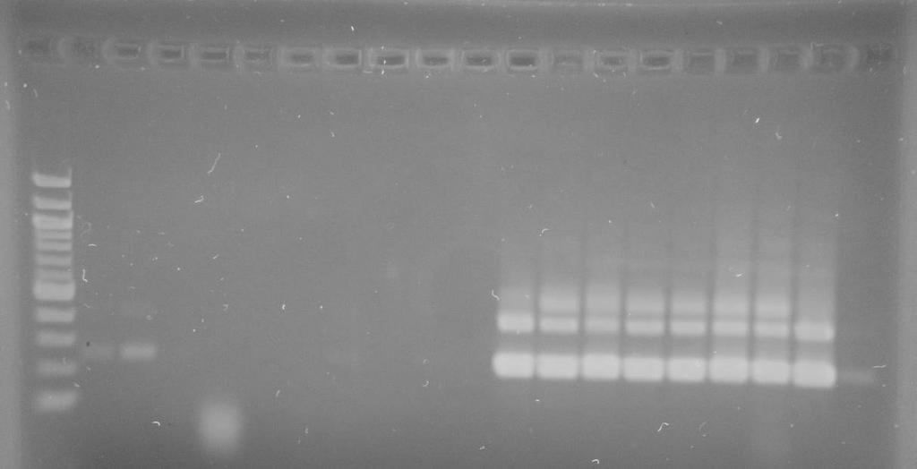 5.6 PCR s primery specifickými pro druh tyrobutyricum DNA všech 44 kmenů klostridií byla amplifikována s použitím primerů specifických pro druh tyrobutyricum.