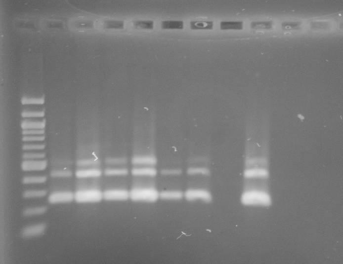 S 39 40 41 42 43 44 PK NK 233 bp Do směsi pro PCR bylo použito 10 ng DNA matrice. Na 1,8% agarózový gel bylo naneseno 25 µl směsi pro PCR.