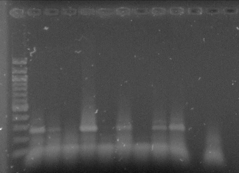 S 37 38 39 40 41 42 43 44 PK NK Na 1,8% agarózový gel bylo naneseno 25 µl směsi pro PCR a 5 µl 6 koncentrovaného nanášecího pufru. S... DNA standard PK... pozitivní kontrola NK.
