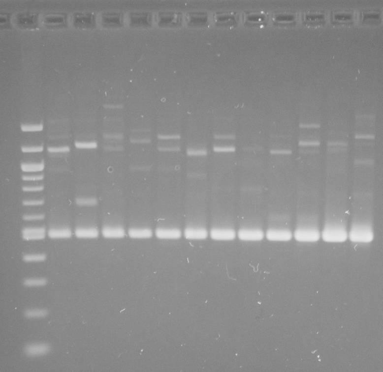 Obrázek 18 Gradient teploty hybridizace primeru Pr1 (zleva 33,0-39,0 C) při RAPD a použití DNA