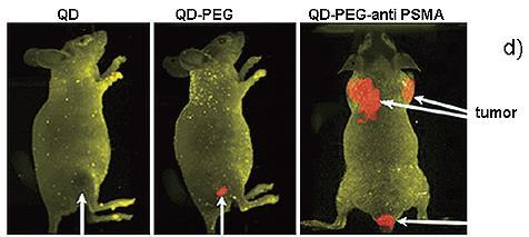 In vivo zobrazování k cílenému zobrazování se QDs modifikují: ligandy protilátkami Obecná