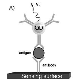 Optické značky pro bioanalýzy QDs se využívají v imunoesejích a analýzách DNA imunoesej = Princip metody je založen na