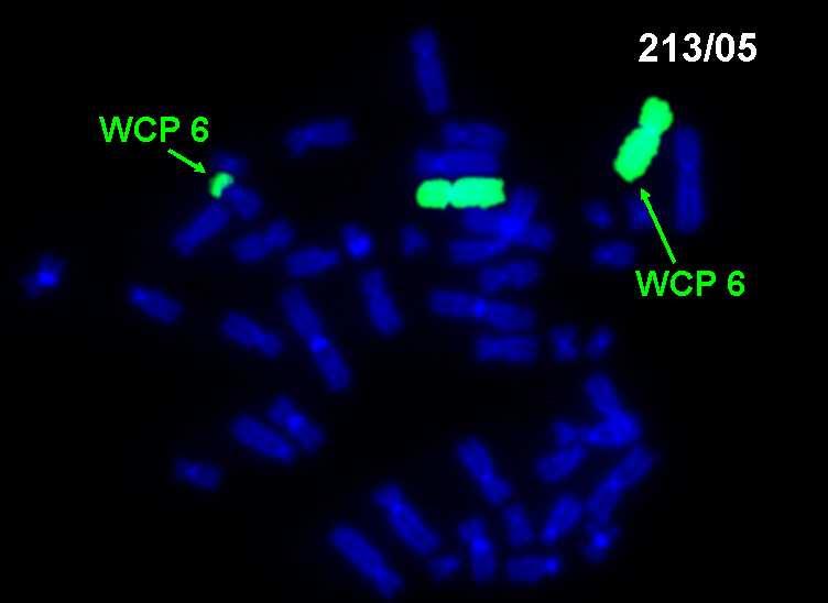 FISH: WCP 6 Obr.