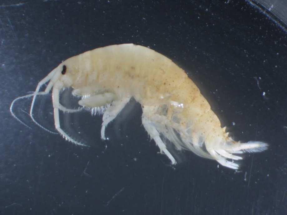 Obrázek 2: D. villosus. Foto: Jan Špaček. 2.2.2. Corophium curvispinum (Sars, 1895) Primárním areálem tohoto relativně malého druhu blešivce (Crustacea, Amphipoda; Obr.