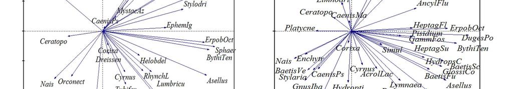 Obrázek 29: Výsledky PCA analýzy Simple Ordination Plots popisující hlavní trendy v druhovém složení společenstva makrozoobentosu sledovaného úseku řeky Labe. A.