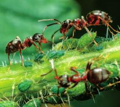 Mravenci vynáší vajíčka mšic na rostliny a tím jim pomáhají najít ideální zdroj potravy. Navíc je stráží a brání před predátory.
