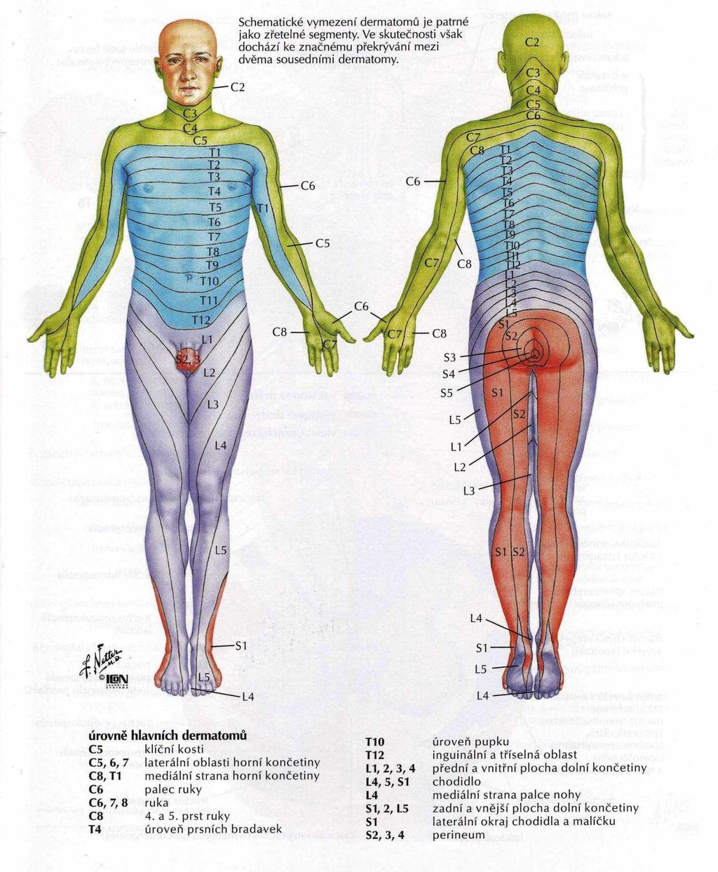 Obr. 11 Schéma kožních dermatomů (Netter, 2012) Reflexní projekce vnitřních orgánů Podle výstupu míšních nervů rozlišujeme: 8 krčních segmentů 12 hrudních segmentů 5 bederních segmentů 5 křížových