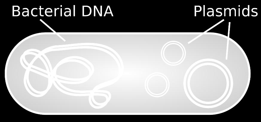 Resistance Genes) neseny na bakteriálním chromozomu nebo na malých extrachromozomálních částicích (př.