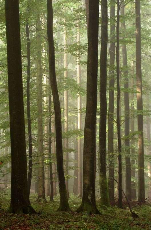 Oblastní plány rozvoje lesů jsou metodickým nástrojem státní lesnické politiky, připívají k plnění klíčových akcí NLP a opatření NAP adaptace, nachází uplatnění při řešení zmírnění dopadů klimatické
