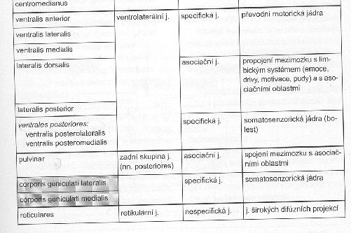 jádra propojující mezimozek s asociačními oblastmi kůry jádra širokých difúzních projekcí Obr. 6 Jádra thalamu Zdroj : Mysliveček, Základy neurověd 2.1.