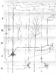 V. lamina pyramidalis interna obsahuje zejména velké pyramidové buňky, a dále buňky hvězdicovité a Martinottiho. Axony pyramidových buněk tvoří hlavní eferenty kůry ke striatu, kmenu a míše. VI.