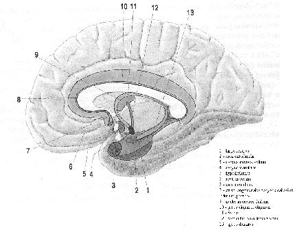 b) periarchicortex - gyrus parahippocampalis ( area entorhinalis area 28, presubiculum - area 27, parasubiculum area 34, area perirhinalis area 35, 36 ) - gyrus cinguli area 23, 24 c) nucleus