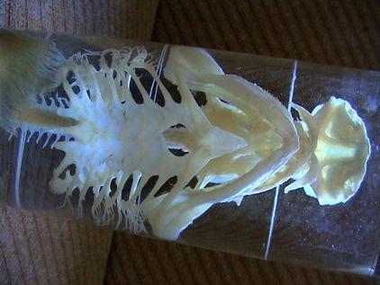 Chondrichthyes