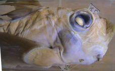 Chimera běloskvrná Hydrolagus colliei pobřeží USA Chiméry (Holocephali) velká