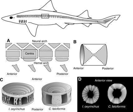 Elasmobranchii - Příčnoústí lebka amfistylní nebo