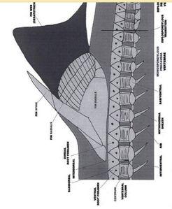 mechanoreceptory (neuromasty, postr.